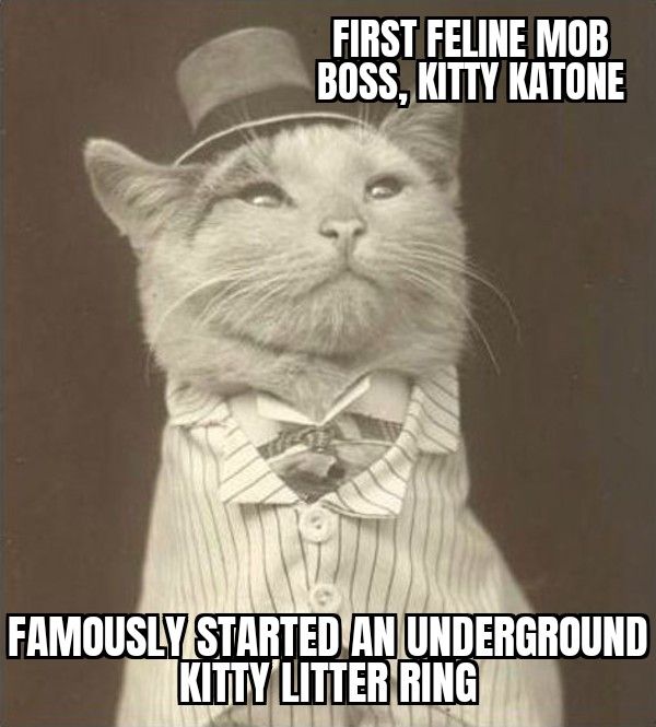 FIRST FELINE MOB BOSS KITTY KATONE ARTED ANIUNDER mmirmnlmna