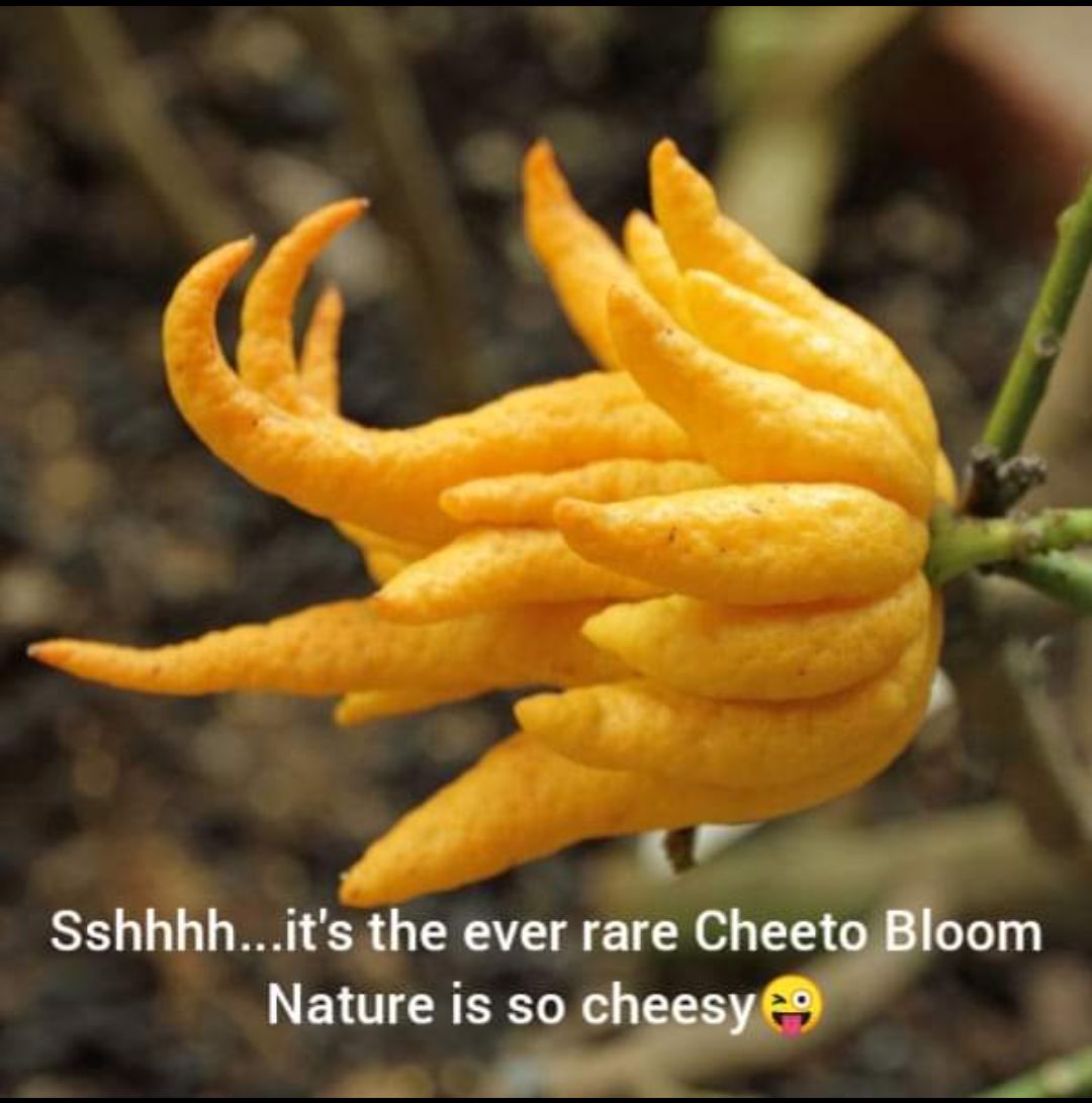 v e Y w Y y A Sshhhhits the ever rare Chegom