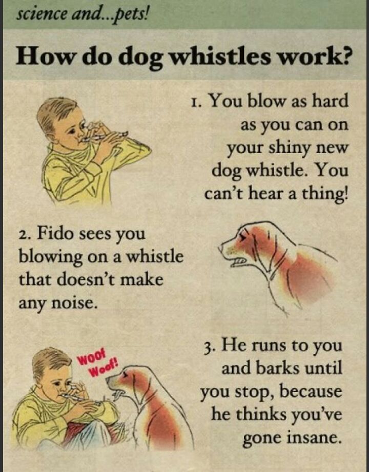 How do dog whistles work 1 You blow as hard as you can on your shiny new dog whistle You cant hear a thing 2 Fido sees you blowing on a whistle that doesnt make any noise 3 He runs to you and barks until you stop because he thinks youve gone insane