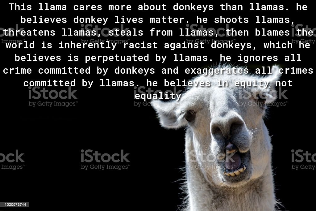 This llama cares more about donkeys than llamas he believes donkey lives matter he shoots llamas il 0 T Rl o FR I I PO o T W S i o T 11 K o o TT W o N I LY o T L To7 ot I e 11 o V0 ofY 0 b o VAR o T B3 T I B o S5 ol o o1 S0 VAT 1 o b X o N o U believes is perpetuated by llamas crime committed by donkeys and exa committed by llamas he belig equality 1020573744