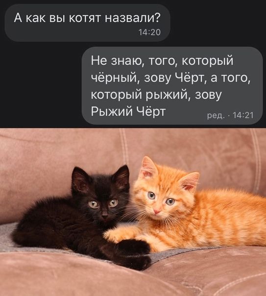 А как вы котят назвали 1420 Не знаю того который чёрный зову Чёрт а того который рыжий зову Рыжий Чёрт ред 1421