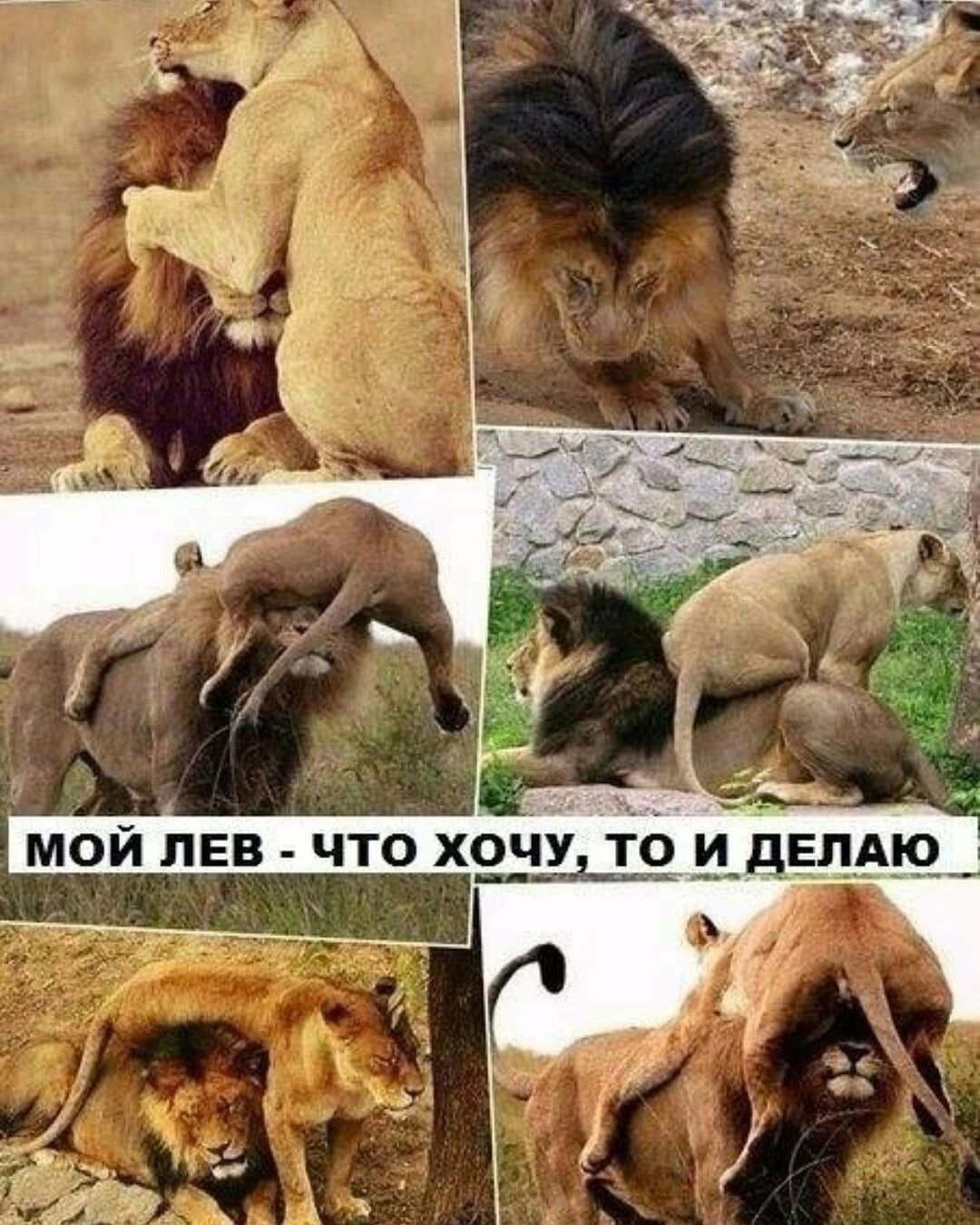 че МОЙ ЛЕВ ЧТО ХОЧУ ТО И ДЕЛАЮ