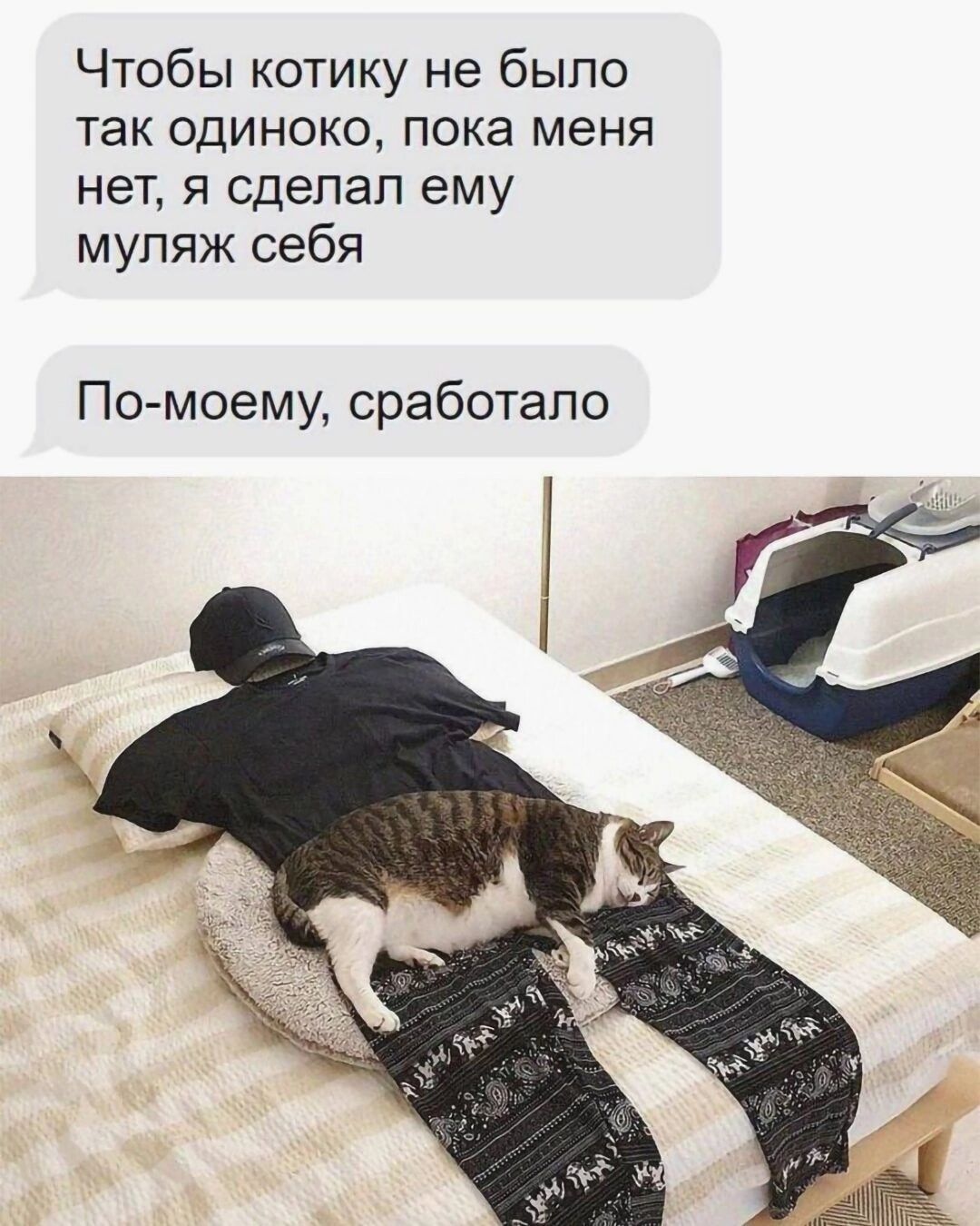 Чтобы котику не было так одиноко пока меня нет я сделал ему муляж себя По моему сработало