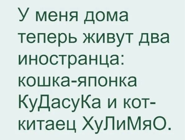 У меня дома теперь живут два иностранца кошка японка КуДасуКа и кот китаец ХуЛиМЯяО