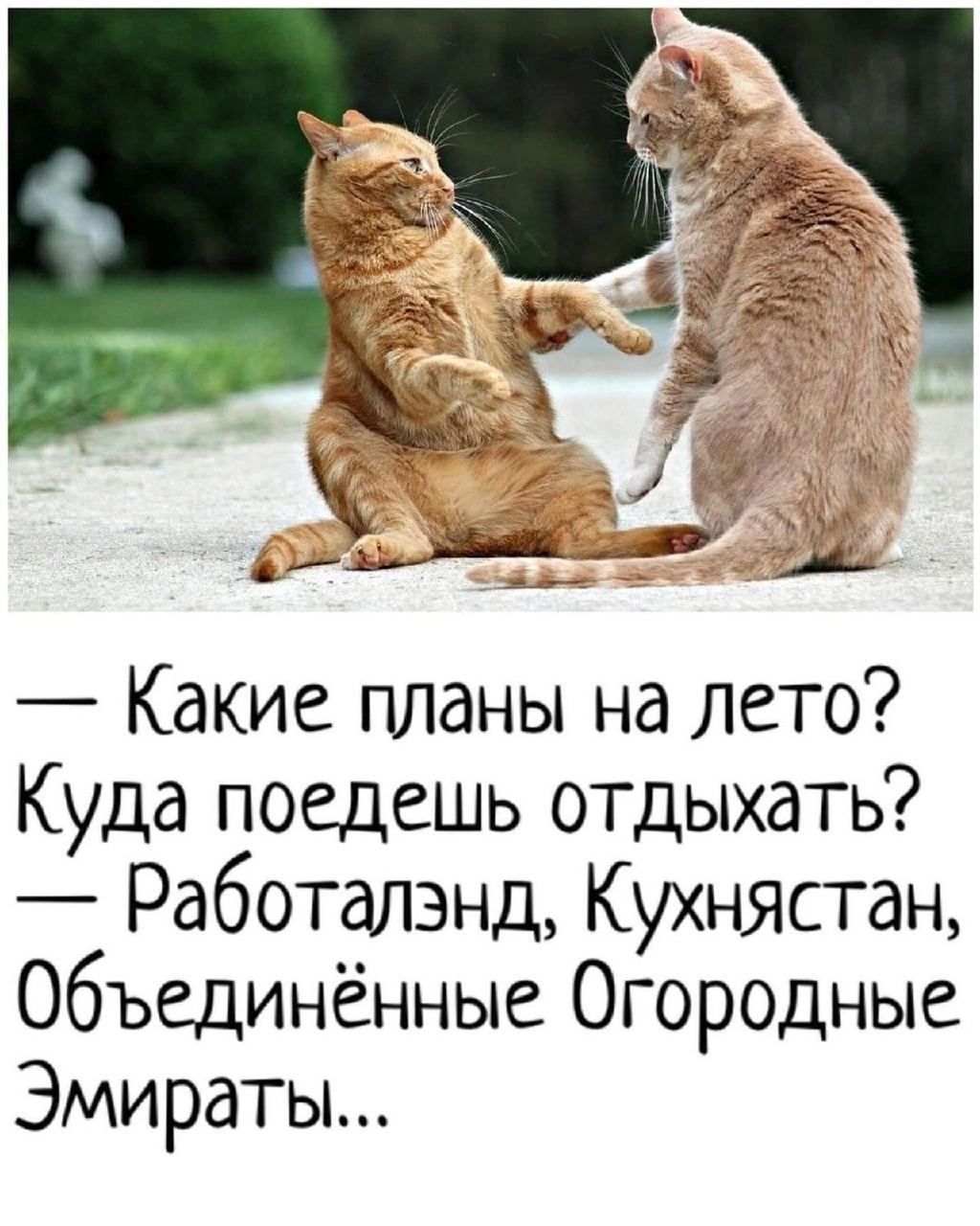 Какие планы на лето Куда поедешь отдыхать Работалэнд Кухнястан Объединённые Огородные Эмираты