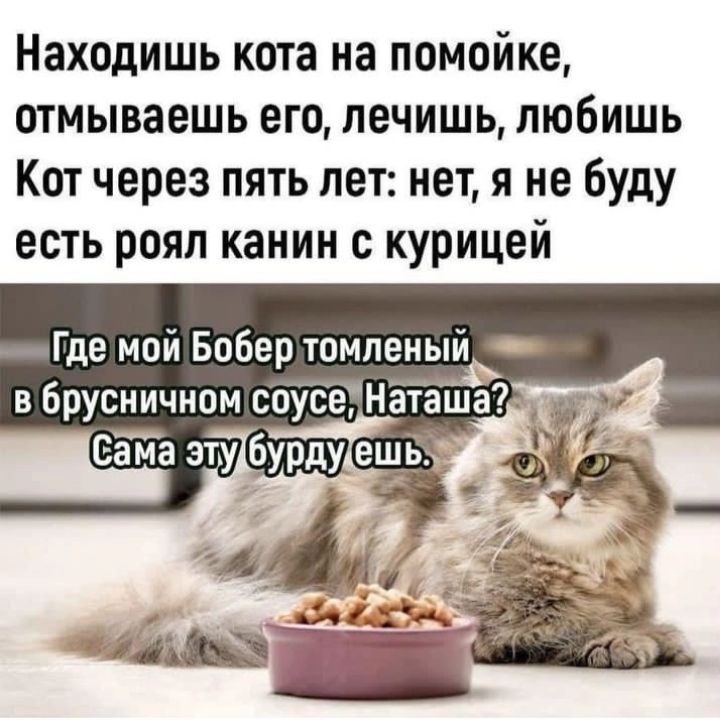 Находишь кота на помойке отмываешь его лечишь любишь Кот через пять лет нет я не буду есть роял канин с курицей Г ЙБ ЫЙ демойБобер томлен пл