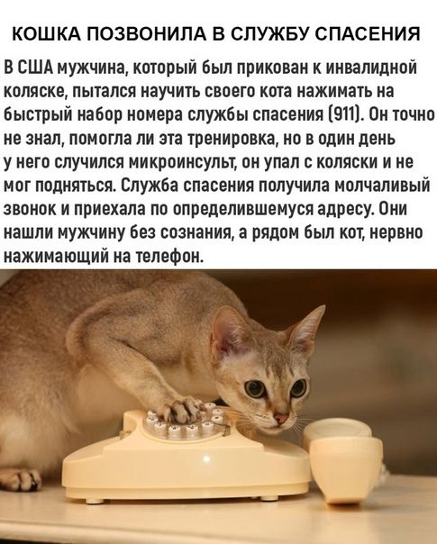 КОШКА ПОЗВОНИЛА В СЛУЖБУ СПАСЕНИЯ В США мужчина который был прикован к инвалидной коляске пытался научить своего кота нажимать на быстрый набор номера службы спасения 91 Он точно не знал помогла ли эта тренировка но в один день у него случился микроинсульт он упал с коляски и не мог подняться Служба спасения получила молчаливый звонок и приехала по определившемуся адресу Они нашли мужчину без созн