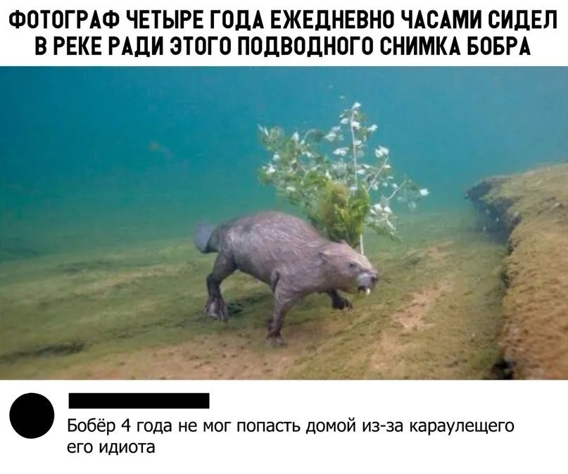 ФОТОГРАФ ЧЕТЫРЕ ГОДА ЕЖЕДНЕВНО ЧАСАМИ СИДЕЛ ВРЕКЕ РАДИ ЭТОГО ПОДВОДНОГО СНИМКА БОБРА р 4 года не мог попасть домой караулещего его идиота