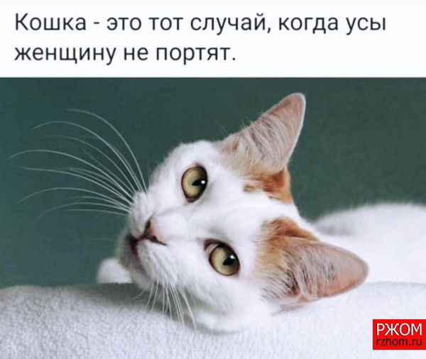 Кошка это тот случай когда усы женщину не портят