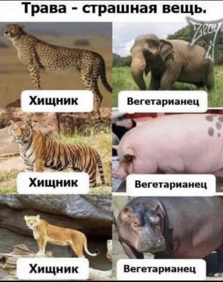 о аее ЧЕ М