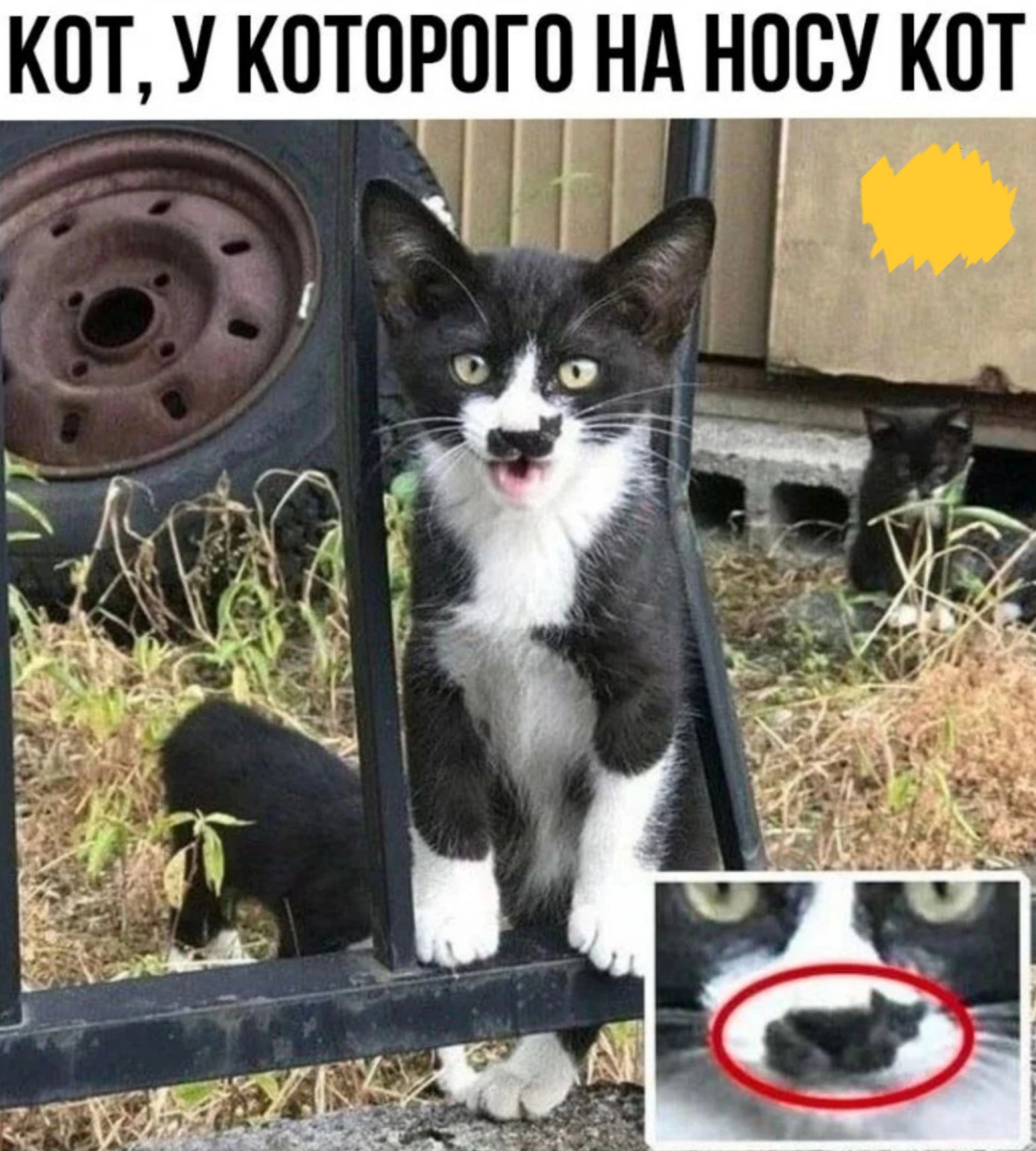 КОТ У КОТОРОГО НА НПВУ КОТ