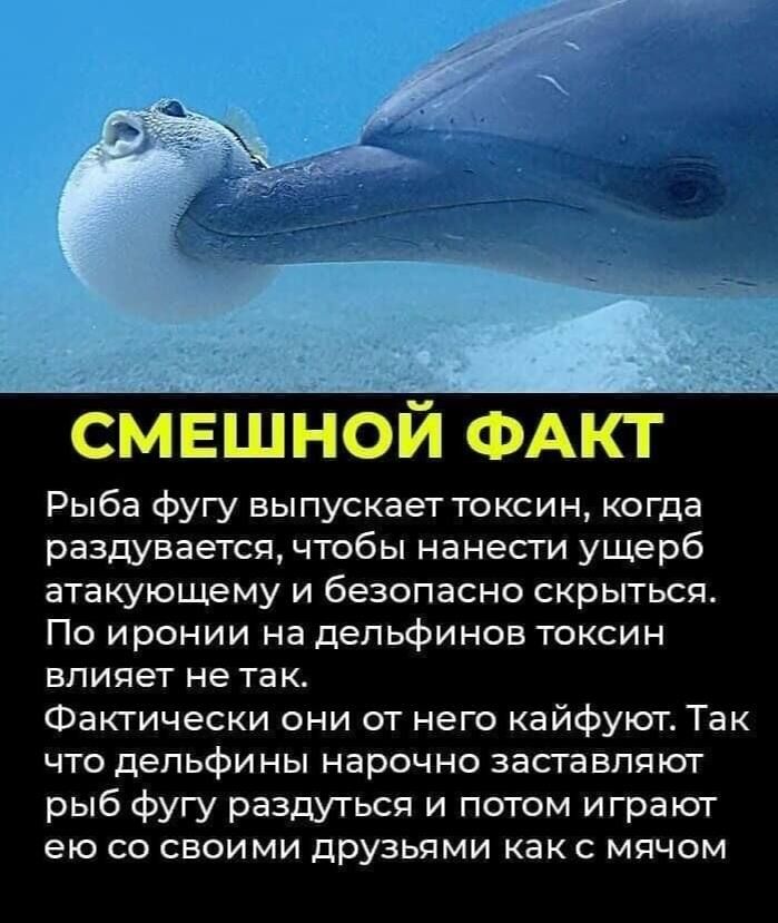 СМЕШНОЙ ФАКТ Рыба фугу выпускает токсин когда раздувается чтобы нанести ущерб атакующему и безопасно скрыться По иронии на дельфинов токсин влияет не так Фактически они от него кайфуют Так что дельфины нарочно заставляют рыб фугу раздуться и потом играют ею со своими друзьями как с мячом