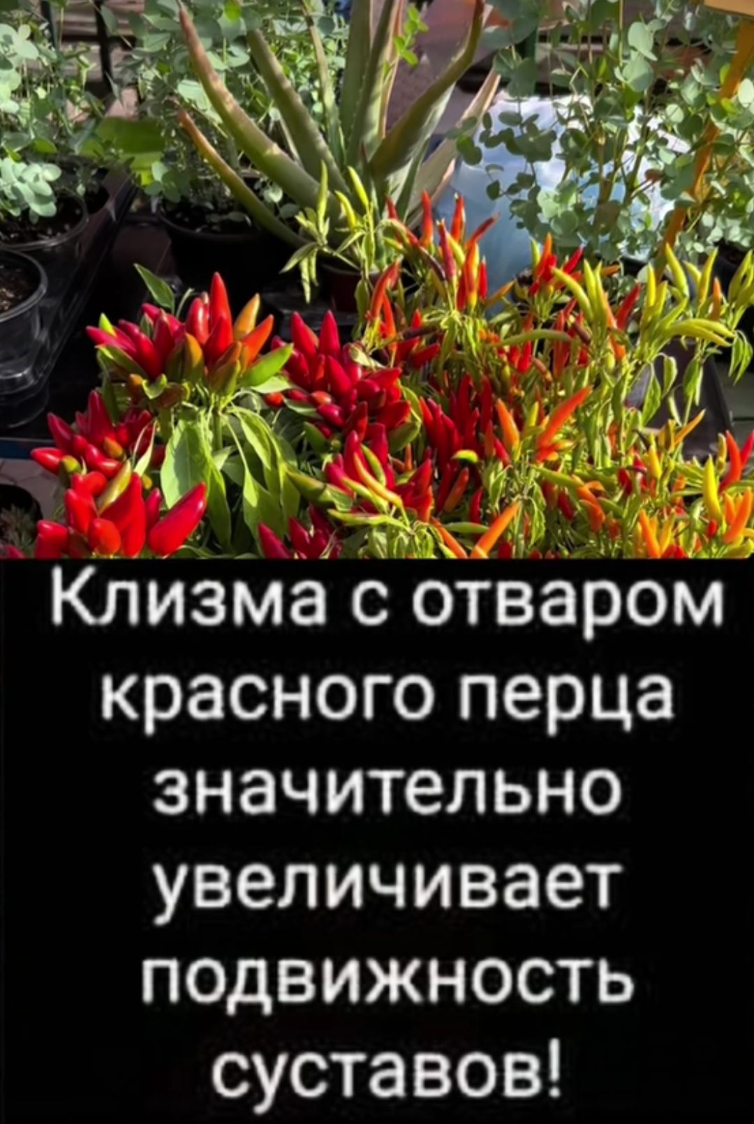 Клизма с отваром красного перца значительно увеличивает подвижность Ф К 0