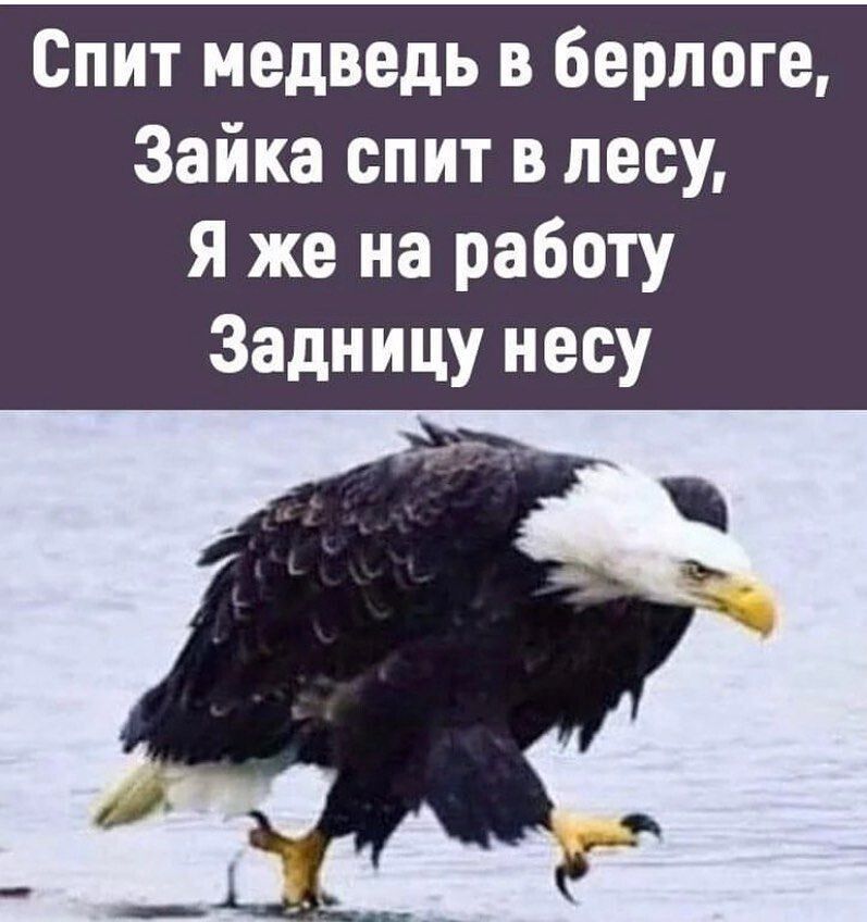 Спит медведь в берлоге Зайка спит в лесу Я же на работу Задницу несу