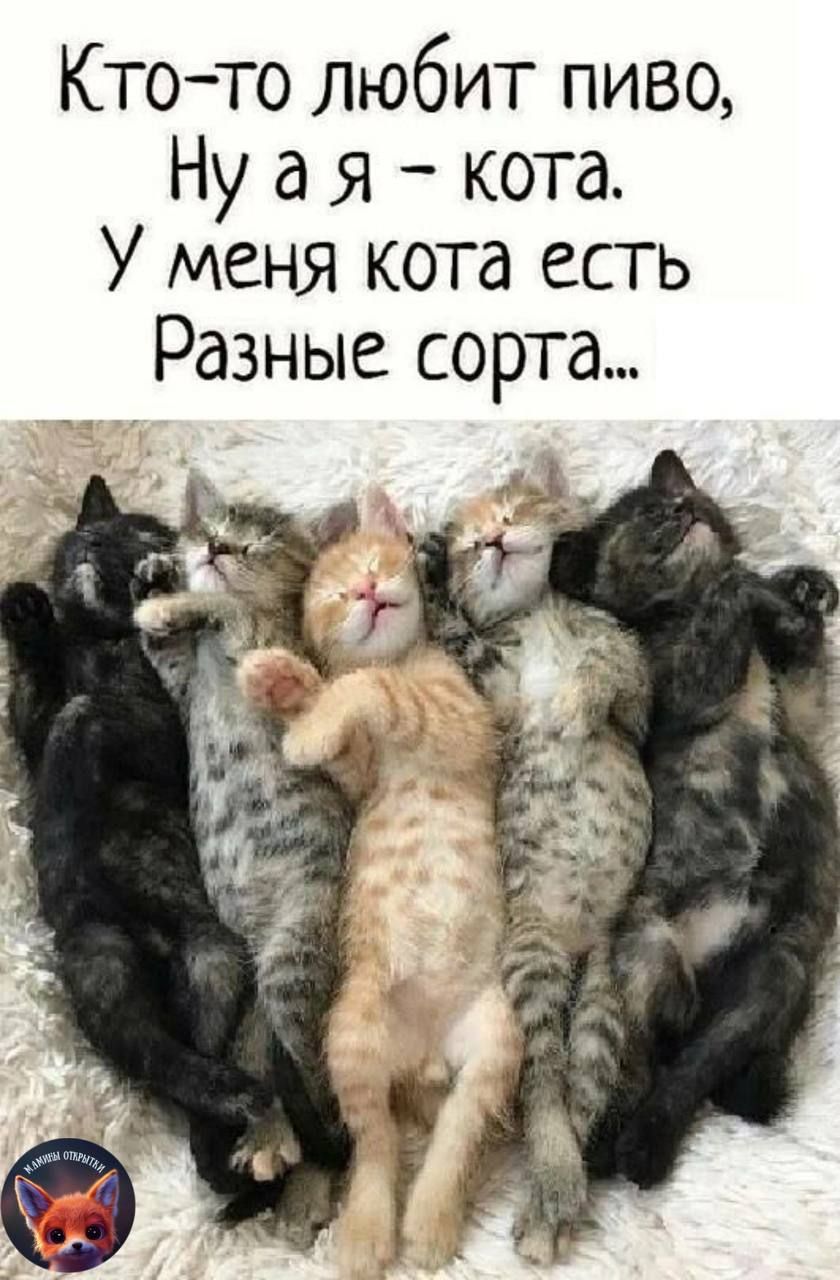 Кто то любит пиво Нуая кота У меня кота есть Разные сорта