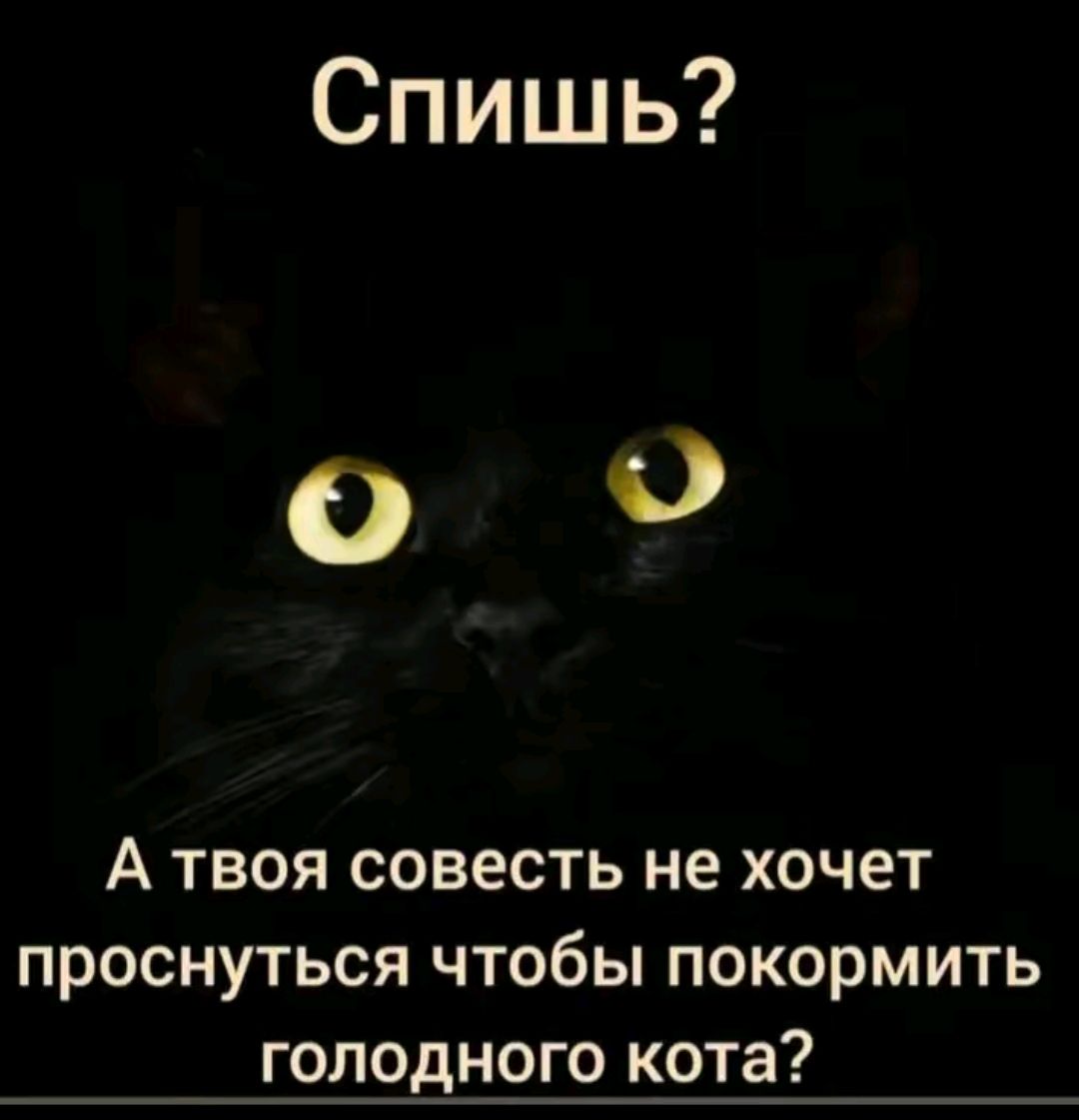 Спишь А твоя совесть не хочет проснуться чтобы покормить голодного кота