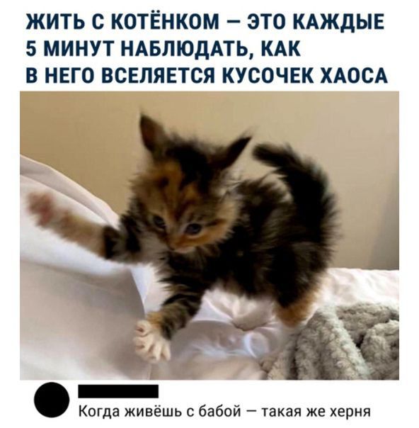 ЖИТЬ С КОТЁНКОМ ЭТО КАЖДЫЕ 5 МИНУТ НАБЛЮДАТЬ КАК В НЕГО ВСЕЛЯЕТСЯ КУСОЧЕК ХАОСА Г и Когда живёшь с бабой такая же херня