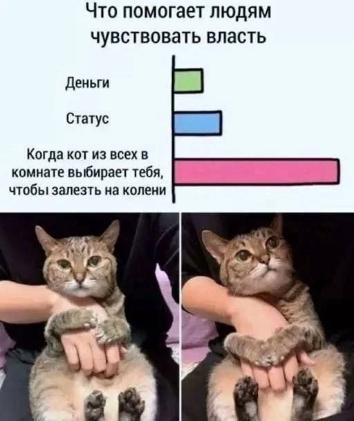 Что помогает людям чувствовать власть Деньги Статус Когда кот из всех в комнате выбирает тебя чтобы залезть на колени