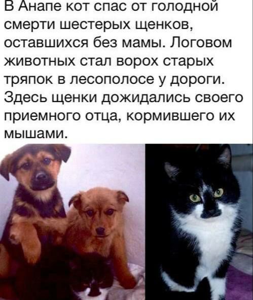 В Анапе кот спас от голодной смерти шестерых щенков оставшихся без мамы Логовом животных стал ворох старых тряпок в лесополосе у дороги Здесь щенки дожидались своего приемного отца кормившего их мышами