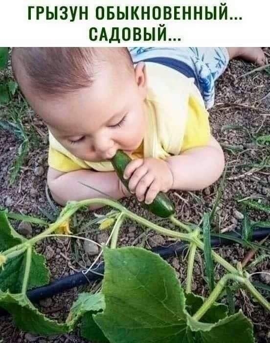 ГРЫЗУН ОБЫКНОВЕННЫЙ САДПВЫИ