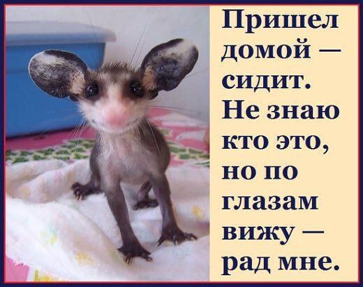 Пришел домой сидит Незнаю кто это нопо глазам к вижу рад мне