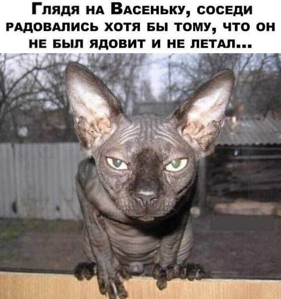 Глядя на ВАСЕНЬКУ СОСЕДИ РАДОВАЛИСЬ ХОТЯ БЫ ТОМУ ЧТО ОН НЕ БЫЛ ЯДОВИТ И НЕ ЛЕТАЛ И