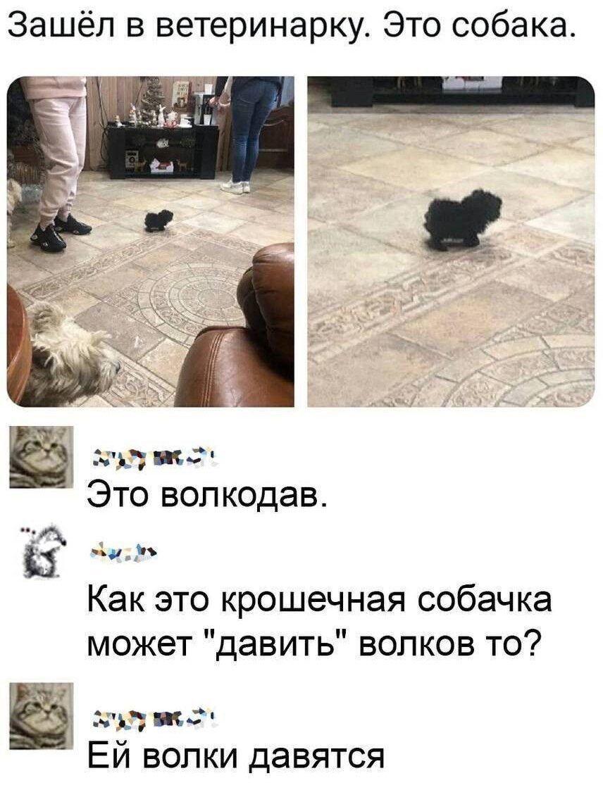 Зашёл в ветеринарку Это собака хулу о Это волкодав _ бисо Как это крошечная собачка может давить волков то лс ЕЙ волки давятся