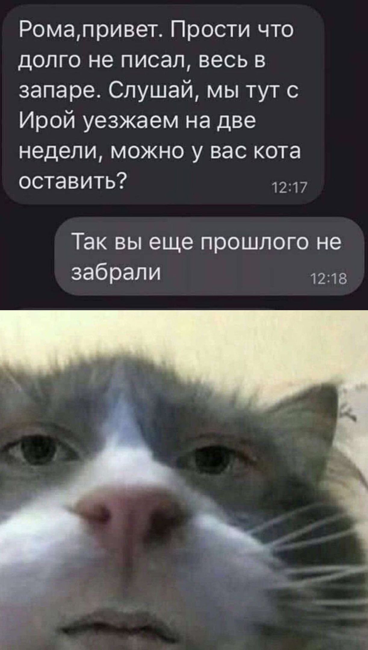 Ромапривет Прости что долго не писал весь в запаре Слушай мы тут с Ирой уезжаем на две недели можно у вас кота оставить 1217 Так вы еще прошлого не забрали 1218