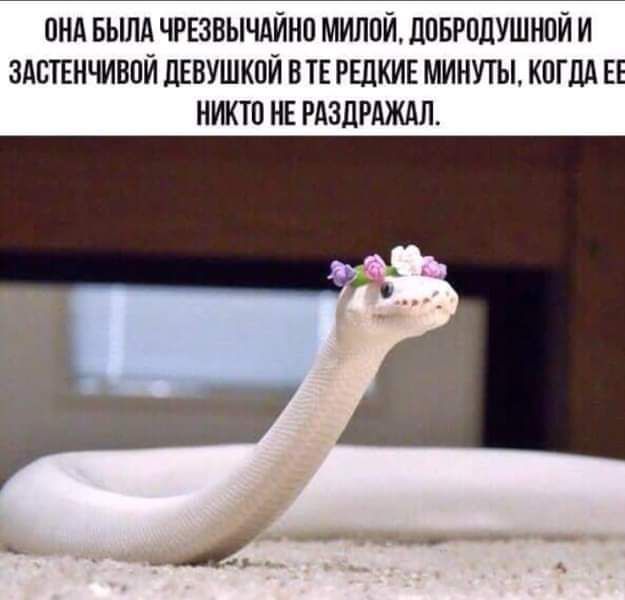 ОНА БЫЛА ЧРЕЗВЫЧАЙНО МИЛОЙ ДОБРОДУШНОЙ И ЗАСТЕНЧИВОЙ ДЕВУШКОЙ В ТЕ РЕДКИЕ МИНУТЫ КОГДА ЕЕ НИКТО НЕ РАЗДРАЖАЛ