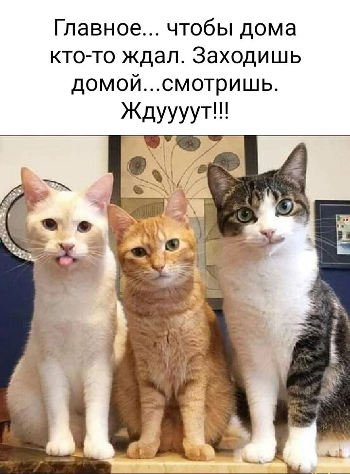 Главное чтобы дома кто то ждал Заходишь домойсмотришь Ждуууут