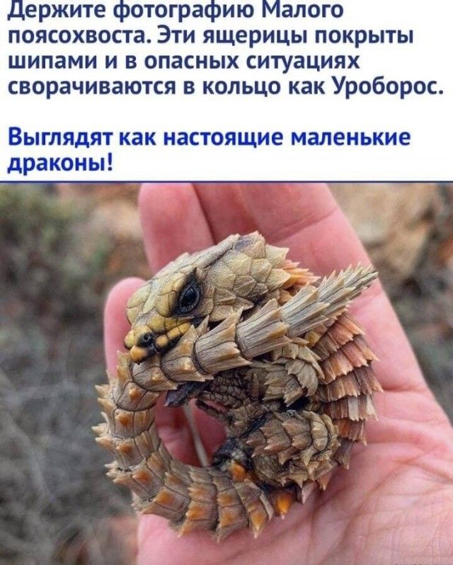 Цержите фотографию Малого поясохвоста Эти ящерицы покрыты шипами и в опасных ситуациях сворачиваются в кольцо как Уроборос Выглядят как настоящие маленькие драконы