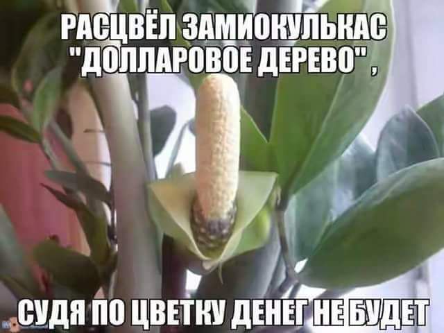г НА РАСЦВЁЛ ЗАМИОКУЛЬНАС ДОЛЛАРОВОЕ ДЕРЕВОЛ М к ос СУДЯПО ЦВЕТКУ ДЕНЕГНЕ