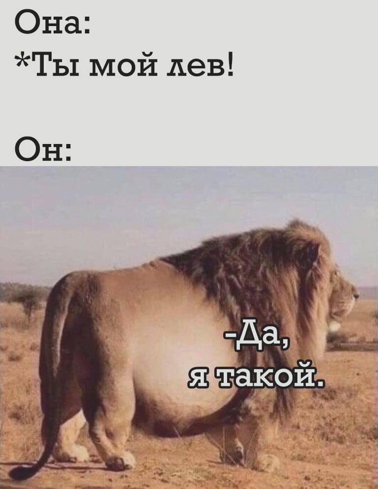 Она Ты мой лев Он