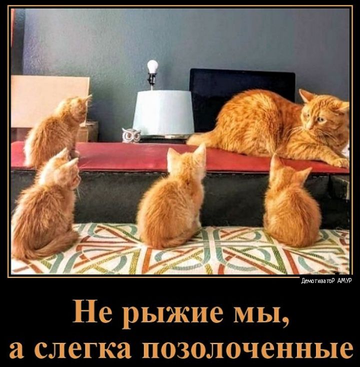 Не рыжие мы а слегка позолоченные