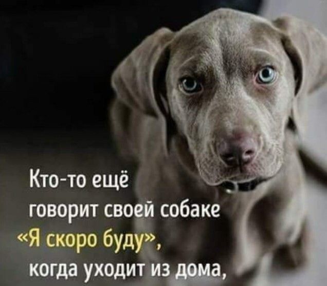 Кто то ещё говорит сво собаке Я скоро буду когда уходит из дома