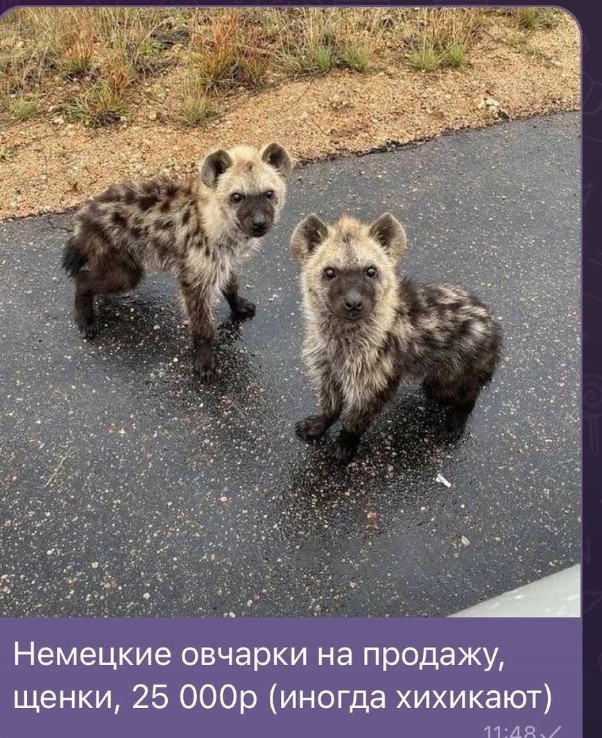 Немецкие овчарки на продажу щенки 25 000р иногда хихикают лтлясу