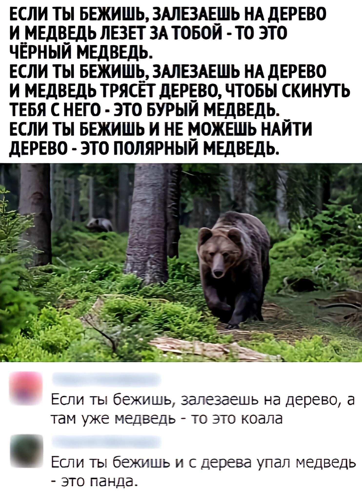 ЕСЛИ ТЫ БЕЖИШЬ ЗАЛЕЗАЕШЬ НА ДЕРЕВО И МЕДВЕДЬ ЛЕЗЕТ ЗА ТОБОЙ ТО ЭТО ЧЁРНЫЙ МЕДВЕДЬ ЕСЛИ ТЫ БЕЖИШЬ ЗАЛЕЗАЕШЬ НА ДЕРЕВО И МЕДВЕДЬ ТРЯСЕТ ДЕРЕВО ЧТОБЫ СКИНУТЬ ТЕБЯ С НЕГО ЭТО БУРЫЙ МЕДВЕДЬ ЕСЛИ ТЫ БЕЖИШЬ И НЕ МОЖЕШЬ НАЙТИ ДЕРЕВО ЭТО ПОЛЯРНЫЙ МЕДВЕДЬ Если ты бежишь залезаешь на дерево а там уже медведь то это коала Если ты бежишь и с дерева упал медведь это панда