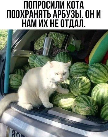 ПОПРОСИЛИ КОТА ПООХРАНЯТЬ АРБУЗЫ ОН И НАМ ИХ НЕ ОТДАЛ