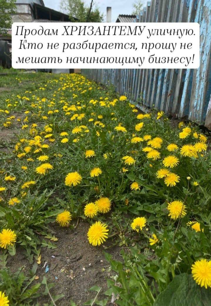 Продам ХРИЗАНТЕМУ уличную Кто не разбирается прошу не т мешать начинающиму 711