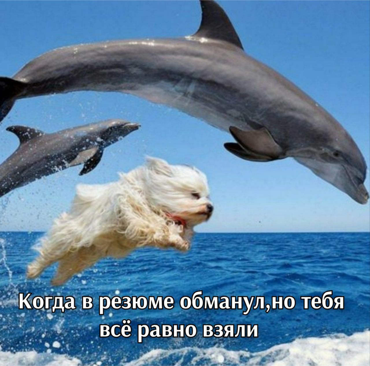 ав резюме обманулно тебя всё равно взяли