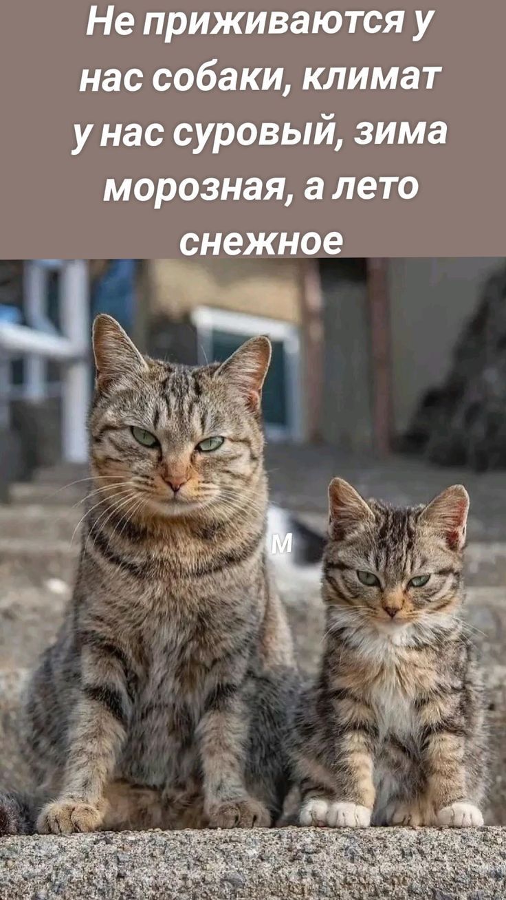Не приживаются у нас собаки климат унас суровый зима морозная а лето снежное