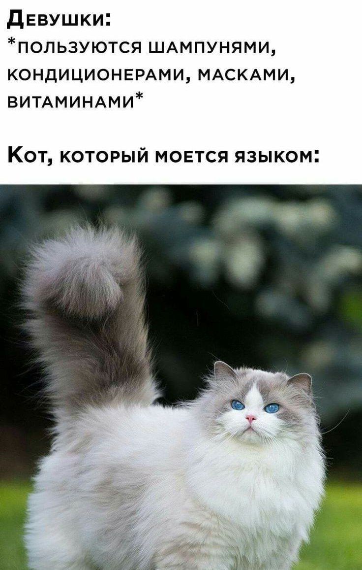 ДевушШки ПОЛЬЗУЮТСЯ ШАМПУНЯМИ КОНДИЦИОНЕРАМИ МАСКАМИ ВИТАМИНАМИ Кот который моется языком