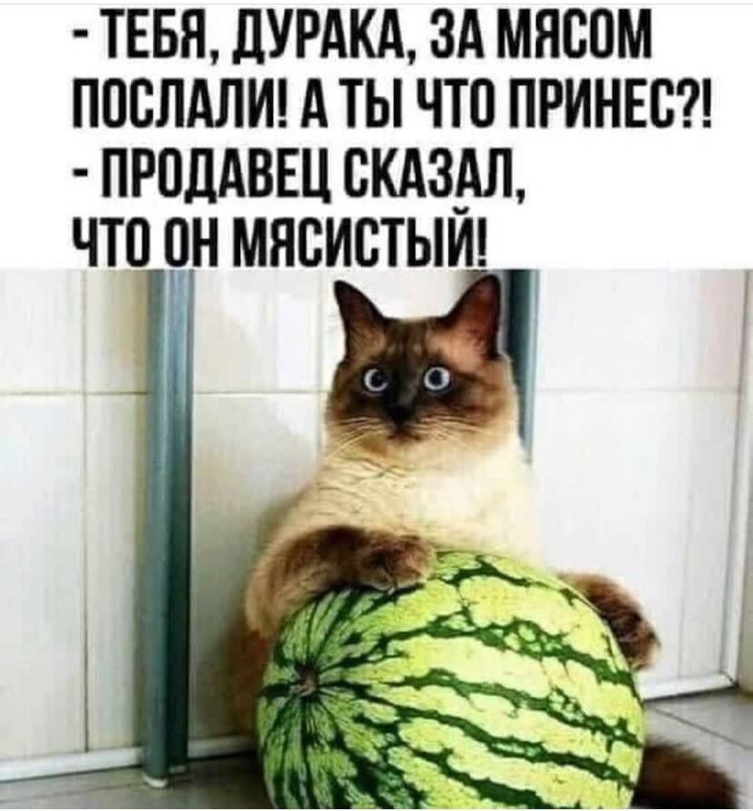 ТЕБЯ ДУРАКА ЗА МЯСОМ ПОСЛАЛИ А ТЫ ЧТО ПРИНЕС ПРОДАВЕЦ СКАЗАЛ чТо 0Н МЯСИСТЫЙ