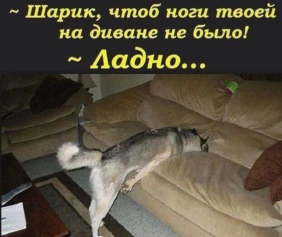 Шарик чтоб ноги твоей на диване не было Аадно
