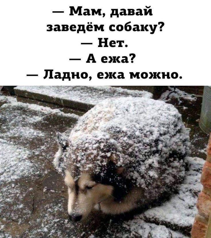 Мам давай заведём собаку Нет Аежа Ладно ежа можно