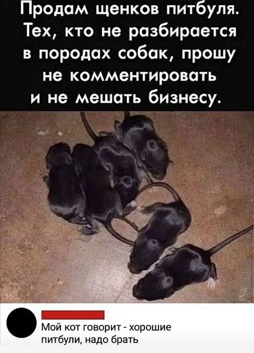 Продам щенков питбуля Тех кто не разбирается в породах собак прошу не комментировать и не мешать бизнесу й кот говорит хорошие питбули надо брать