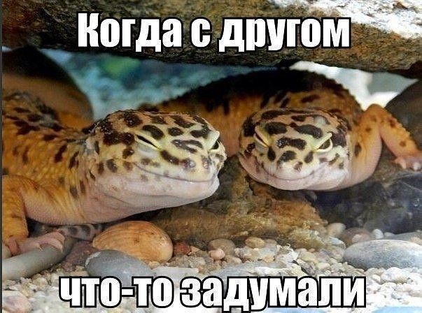 иогда С дшпом че