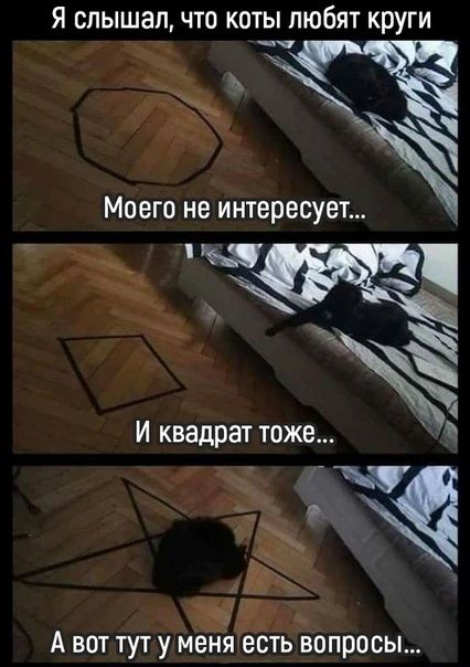 Я слышал что коты любят круги _ Моего не интересует роонь Н чж И квадрат тоже А вот тут у меня есть вопросы