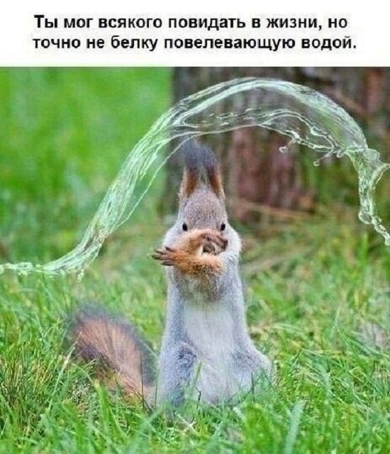 Ты мог всякого повидать в жизни но точно не белку повелевающую водо