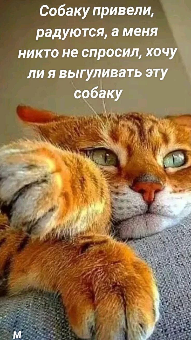 Собаку привели радуются а меня никто не спросил хоч лия выгуливать эту